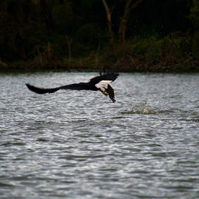 Lake Naivasha, Africa