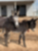 IMG_1296.jpeg