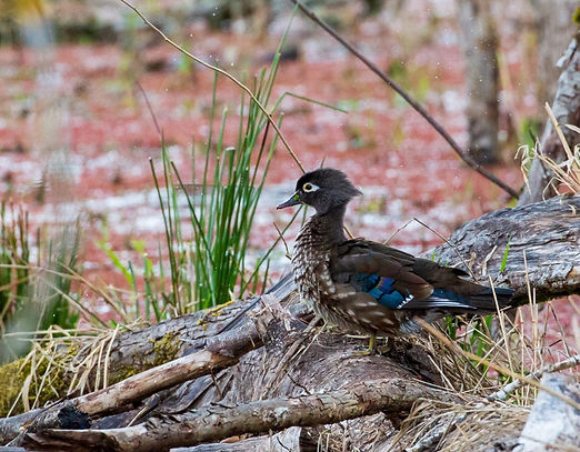 wood duck zoom_s3a0321 .JPG