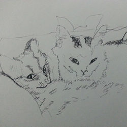 Instagram - #art #artstagram #pen #hkart #drawing #cat