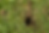 ree