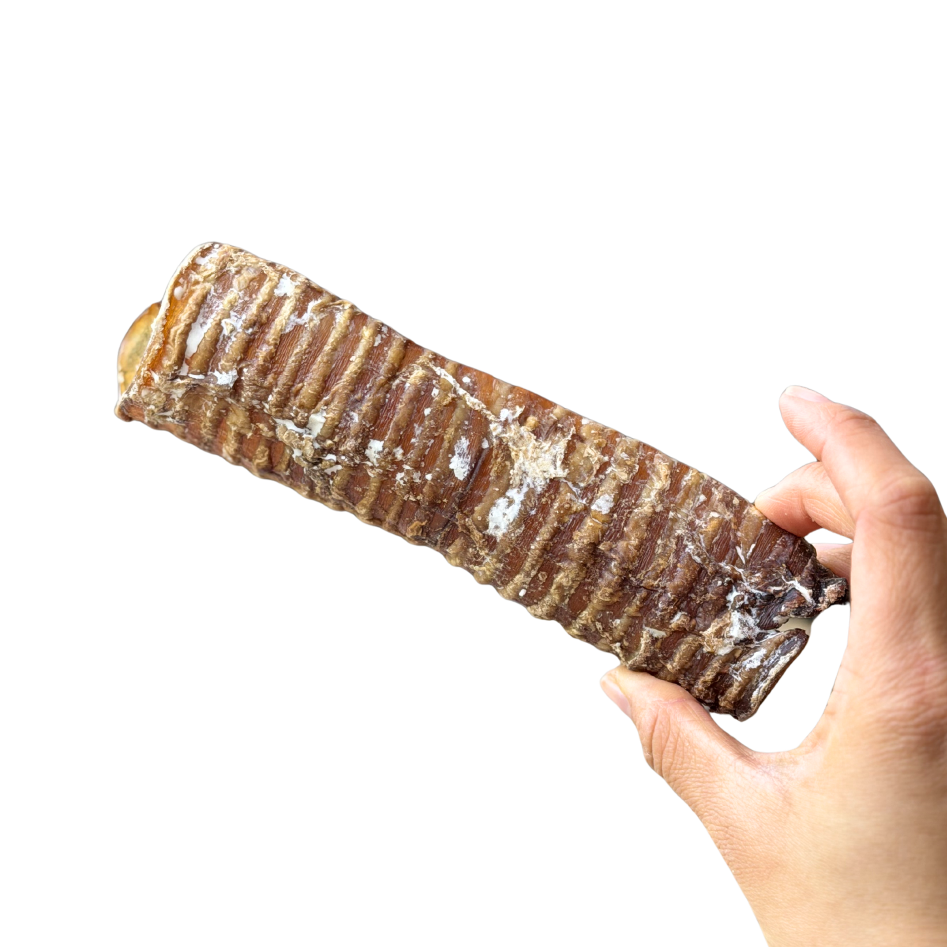 Beef Trachea