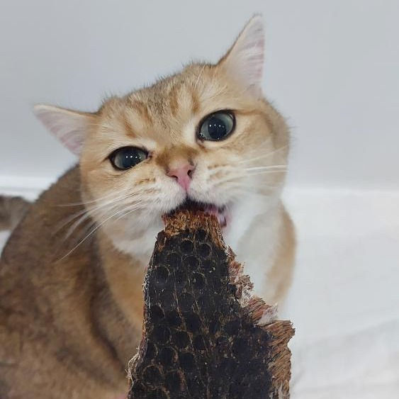 Thumbnail: Beef Jerky