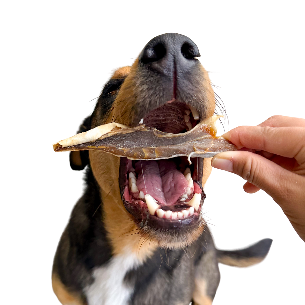 Thumbnail: Shark Jerky