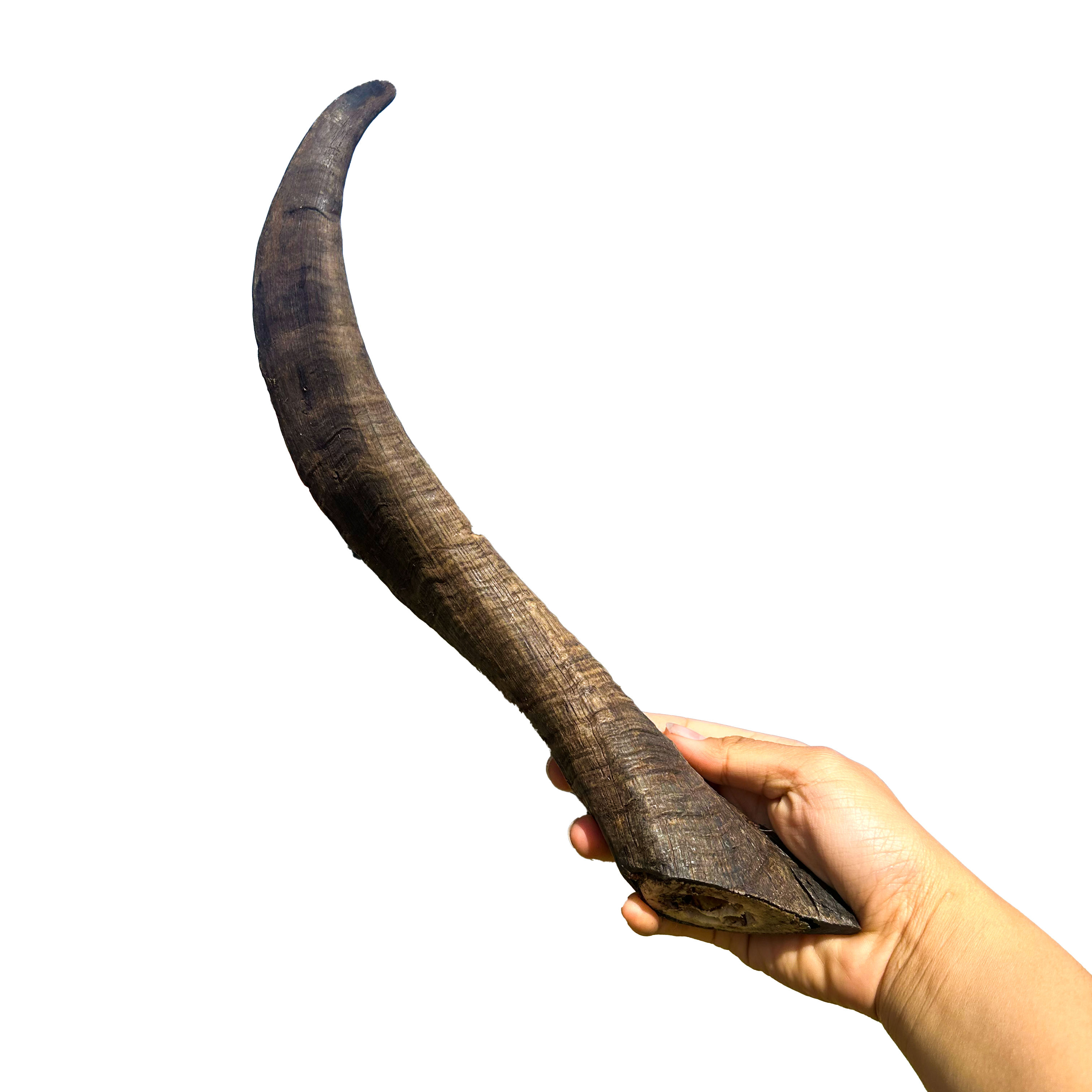 XL Goat Horn (with marrow)