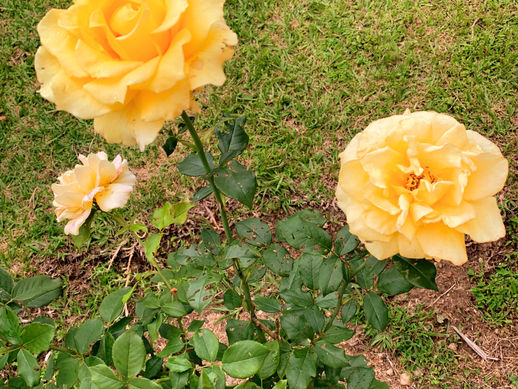Nuestras rosas