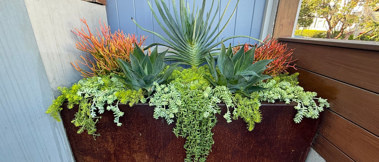 Succulent Garden Design