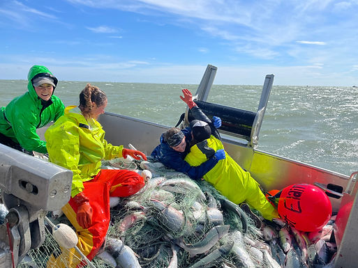 Doing What We Love: Stories from an all-Female Gillnetter in Bristol Bay, Alaska - Part 1: The Day the Fish Came