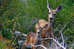 Mule Deer Mama with Fawn