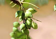 Kakadu Plum.jpg