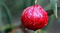 Quandong.jpg