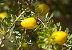Argan oil.jpg