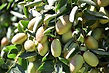 Jojoba Oil 2.jpg