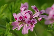 Rose Geranium.jpg