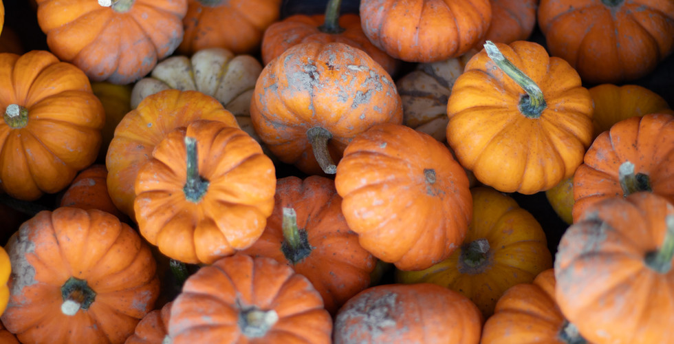 Pumpkin Patch In Virginia