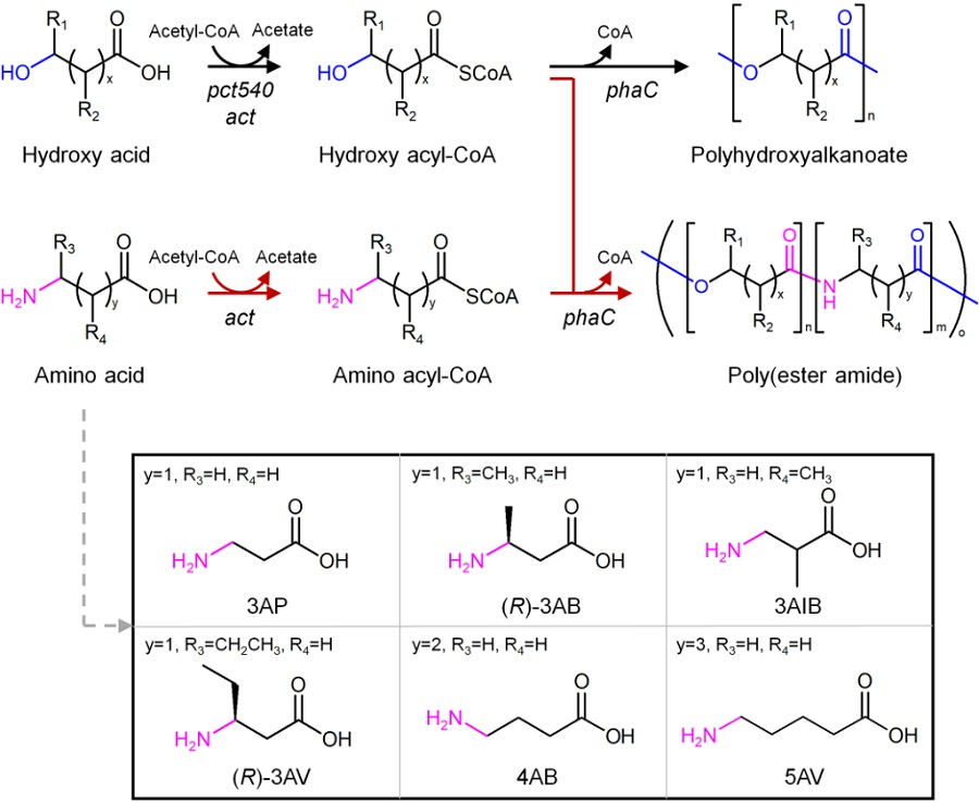 ▶그림 1. 폴리에스터 아마이드 생산을 위한 신규 대사회로