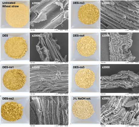 ▶공융용매 처리된 밀짚의 구조 확대 이미지