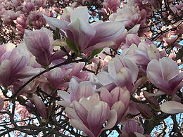Anti- Stress Month - April