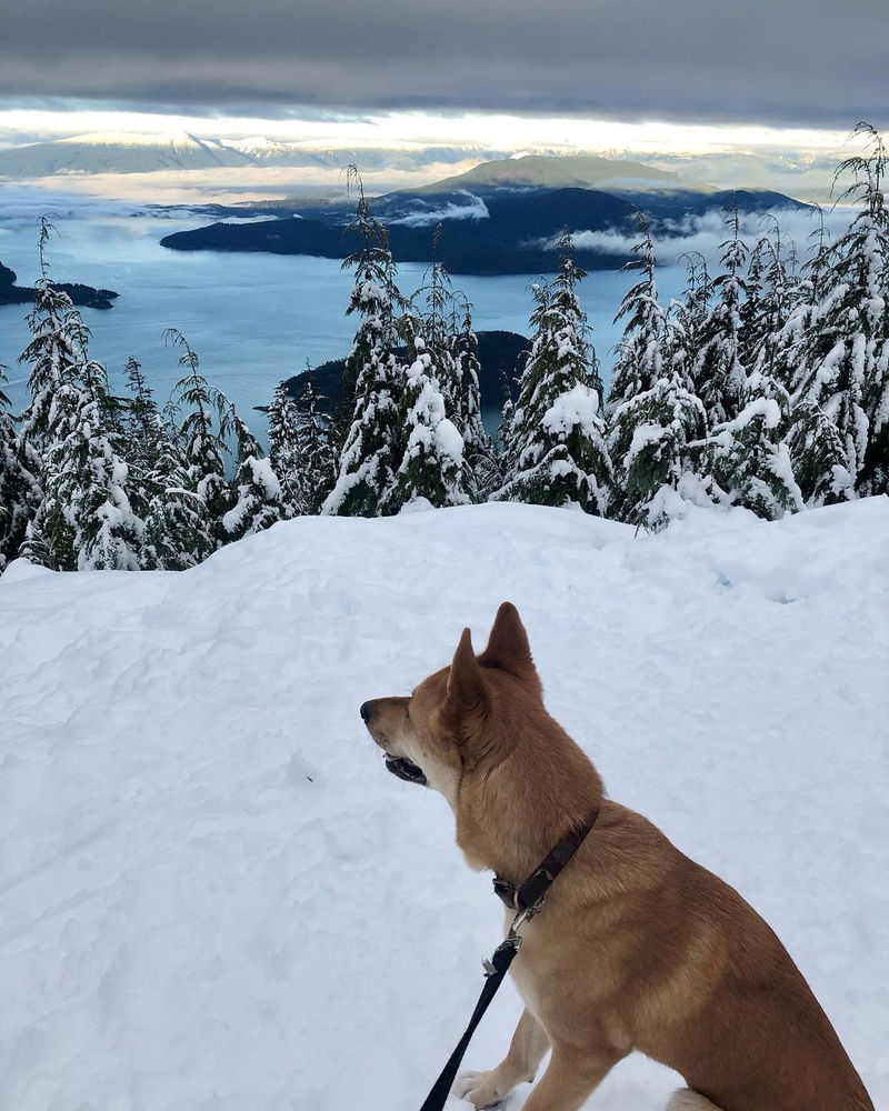 10 of the best dogfriendly winter hikes near Vancouver