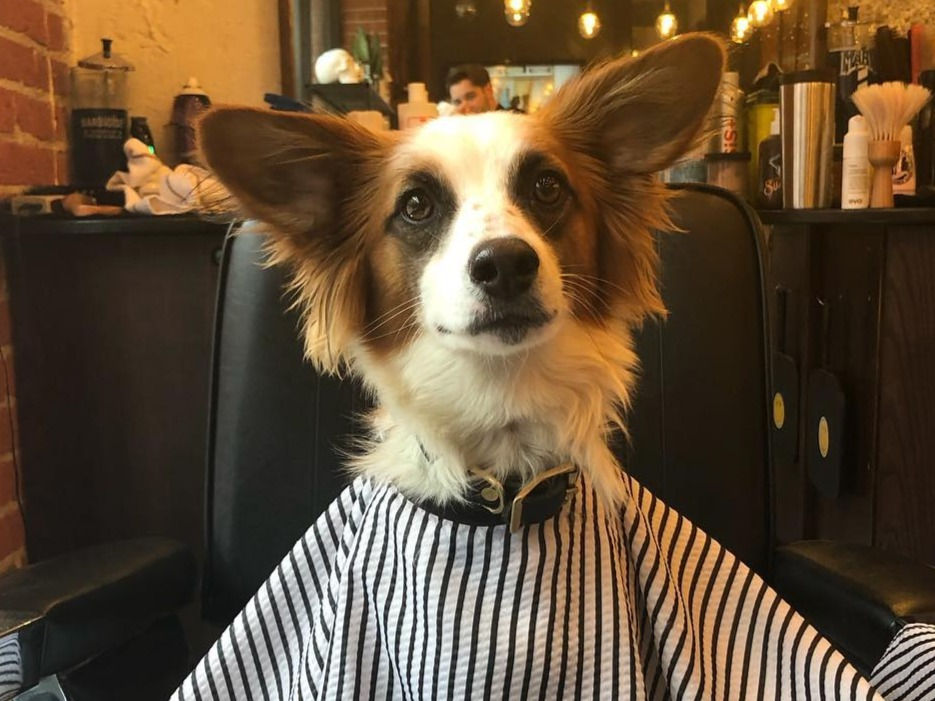 6 Vancouver hair salons that your dog inside