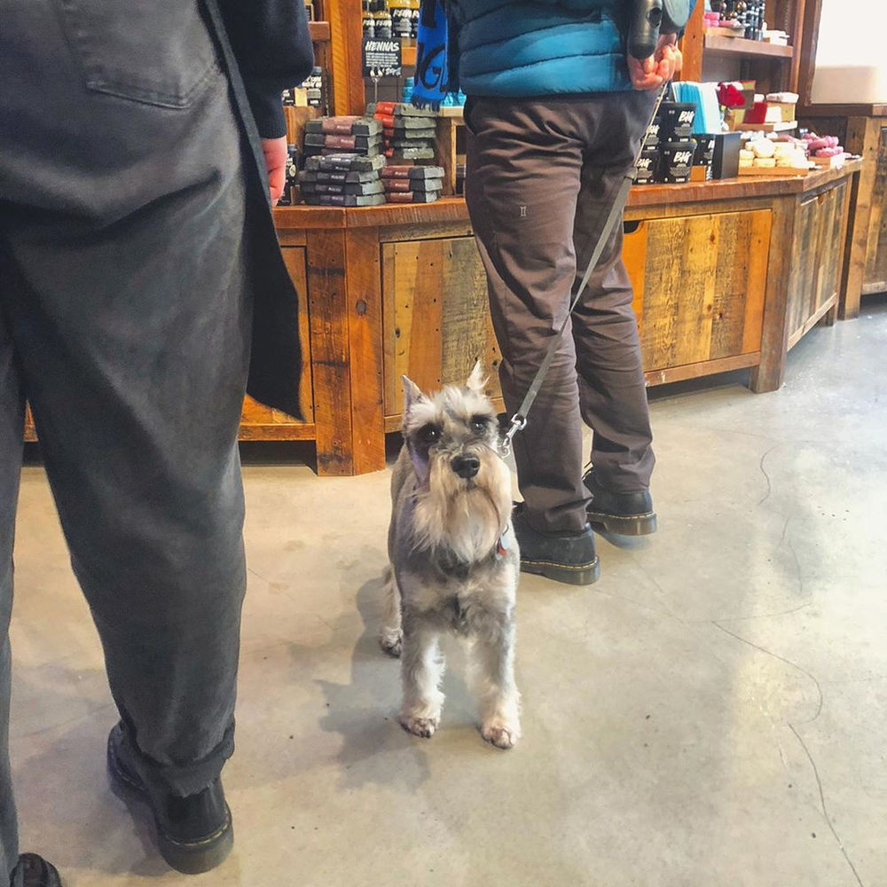 12 dogfriendly Vancouver stores where you can shop with your pup