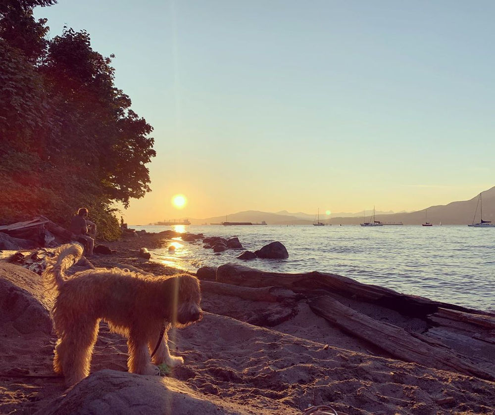 10 of the best dog parks in Vancouver