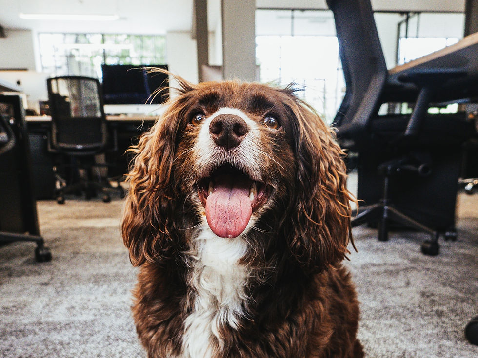 Spaniel sat in office