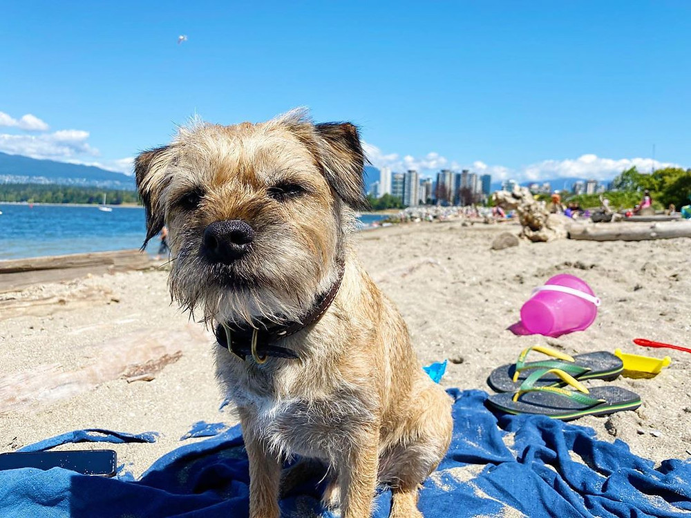 10 of the best dog parks in Vancouver