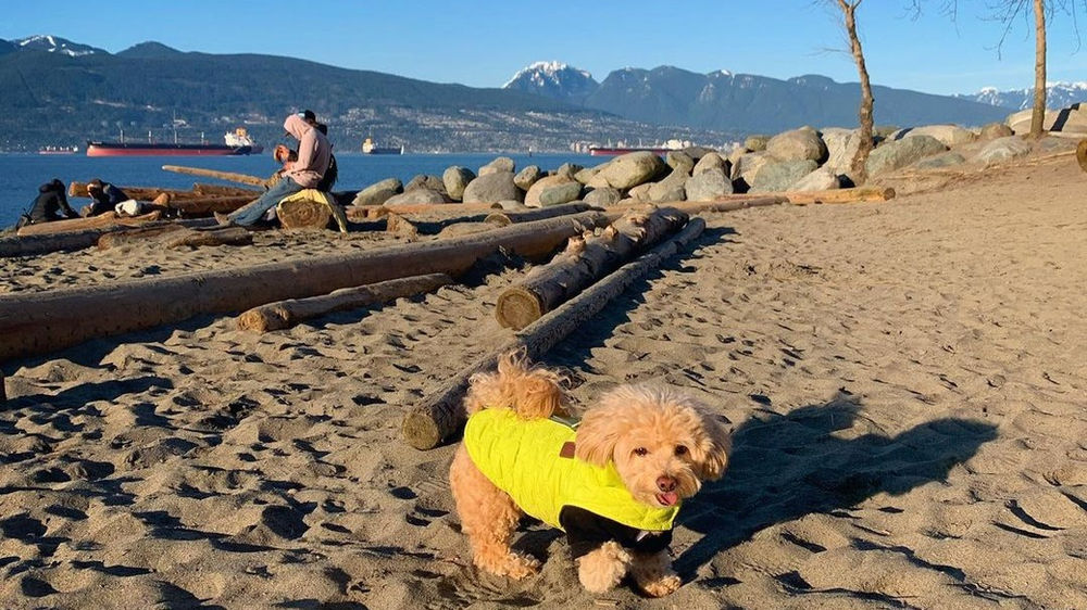 14 of the best dog beaches around Vancouver perfect for sunny days