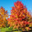 Thumbnail: Liquid Amber Tree In Fall