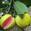 Thumbnail: Tropical Pink Guava