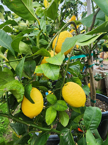 Eureka Lemon Trees Outlet Online