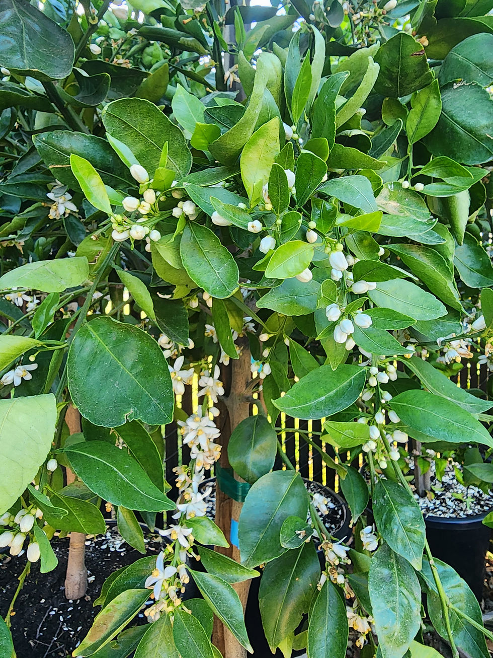 Thumbnail: Tahoe gold mandarin tree leaf