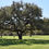 Thumbnail: Live oak tree