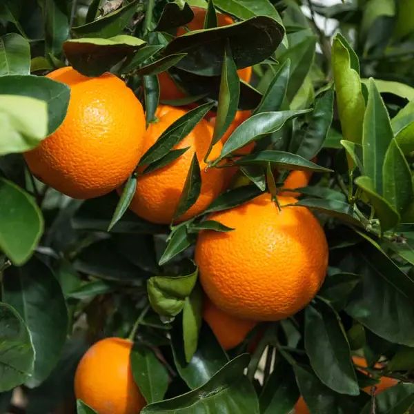 Thumbnail: Washington navel orange tree