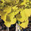 Thumbnail: Ginkgo Bilboa leaf