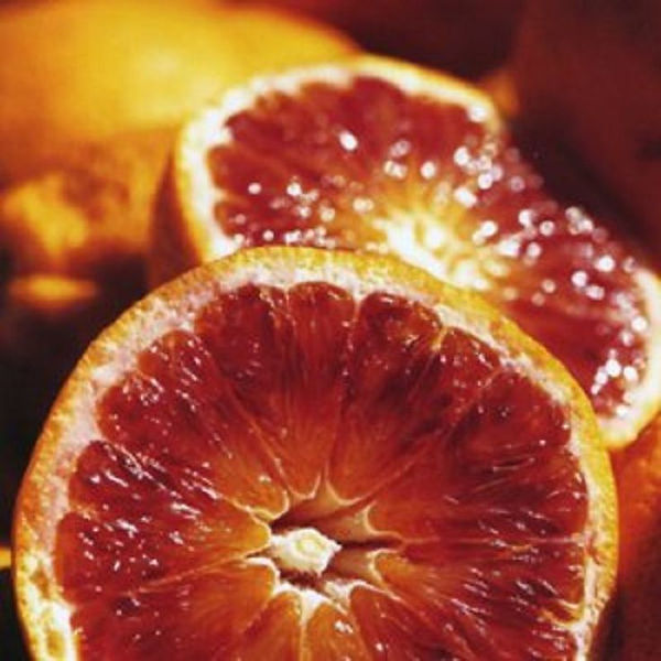 Orange Trees For Sale | Treesoutletonline | Sacramento