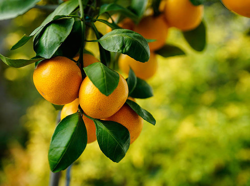 satsuma Satsuma Mandarin Orange - Buchanan's Native Plants