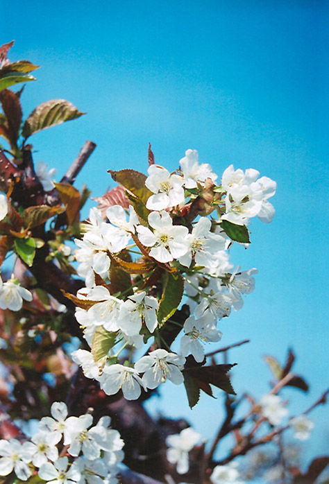 Thumbnail: Bing Cherry (Prunus Avium)