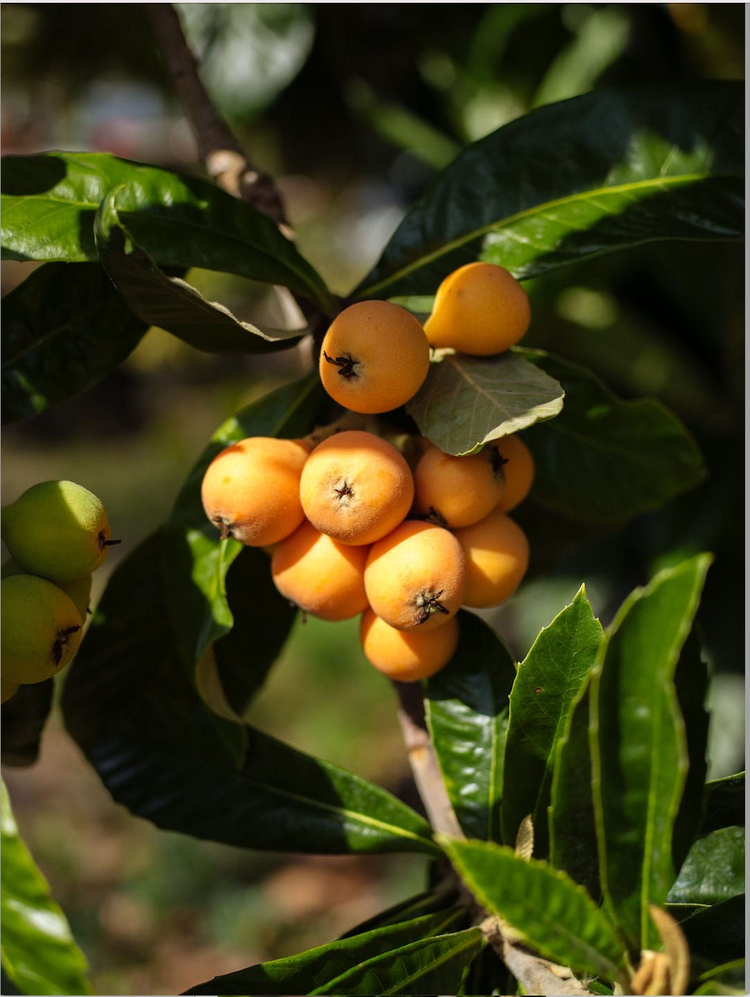 Champagne loquat