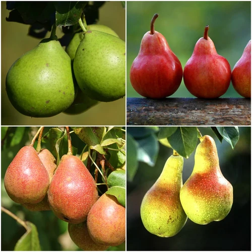Combo pear 4 in 1 | Trees Outlet Online