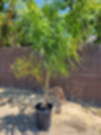 Thumbnail: Queen Palm Tree 15gal