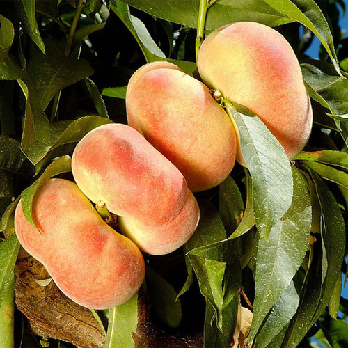 Donut Stark Saturn Peach | Trees Outlet Online