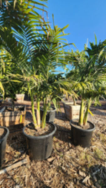 King Palm25gal