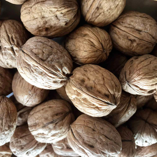 Chandler Walnut Trees Outlet Online