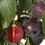 Thumbnail: Burgundy plum tree