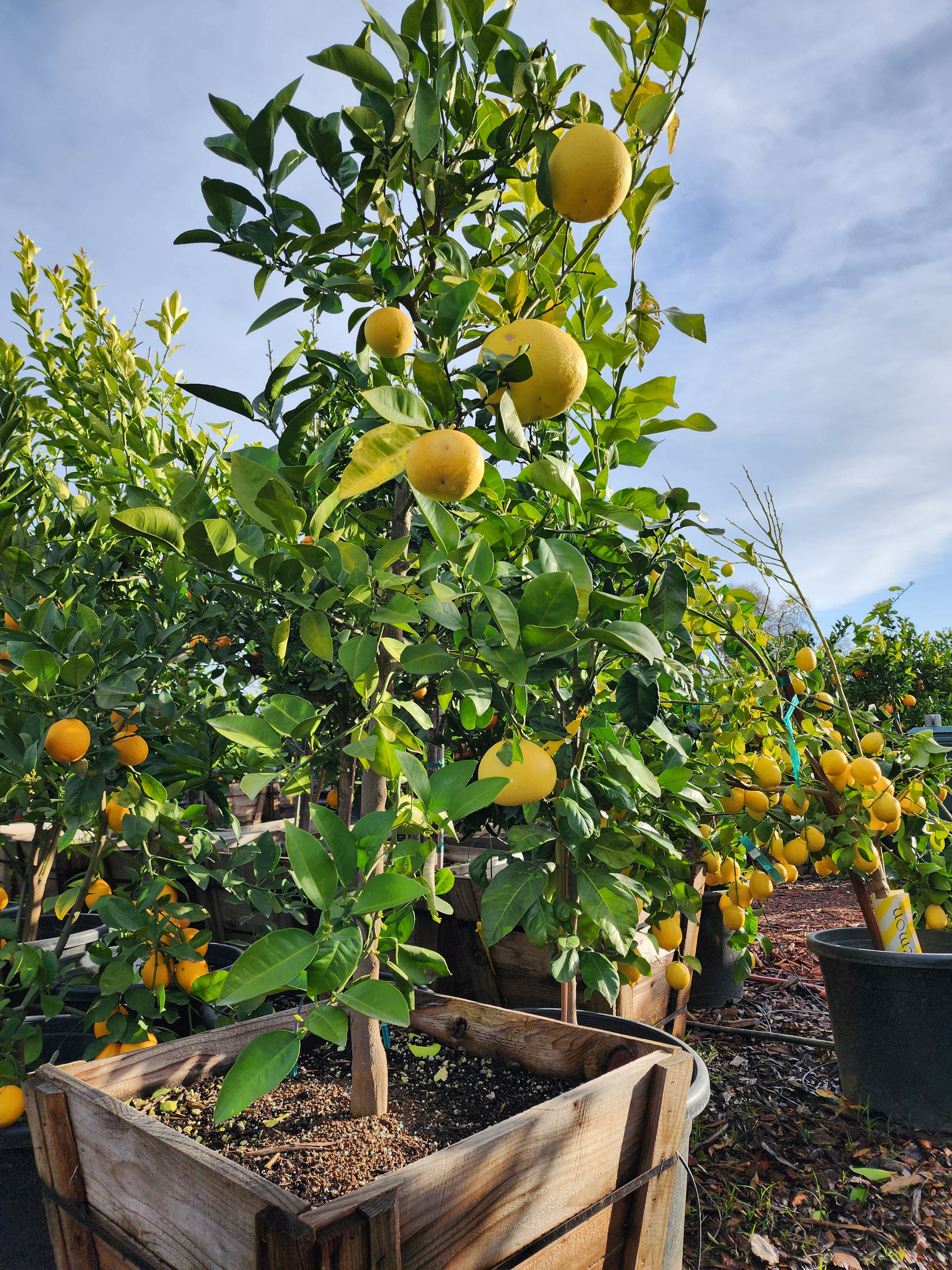 Oro blanco grapefruit tree