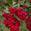 Thumbnail: Dynamite crape myrtle (deep red)