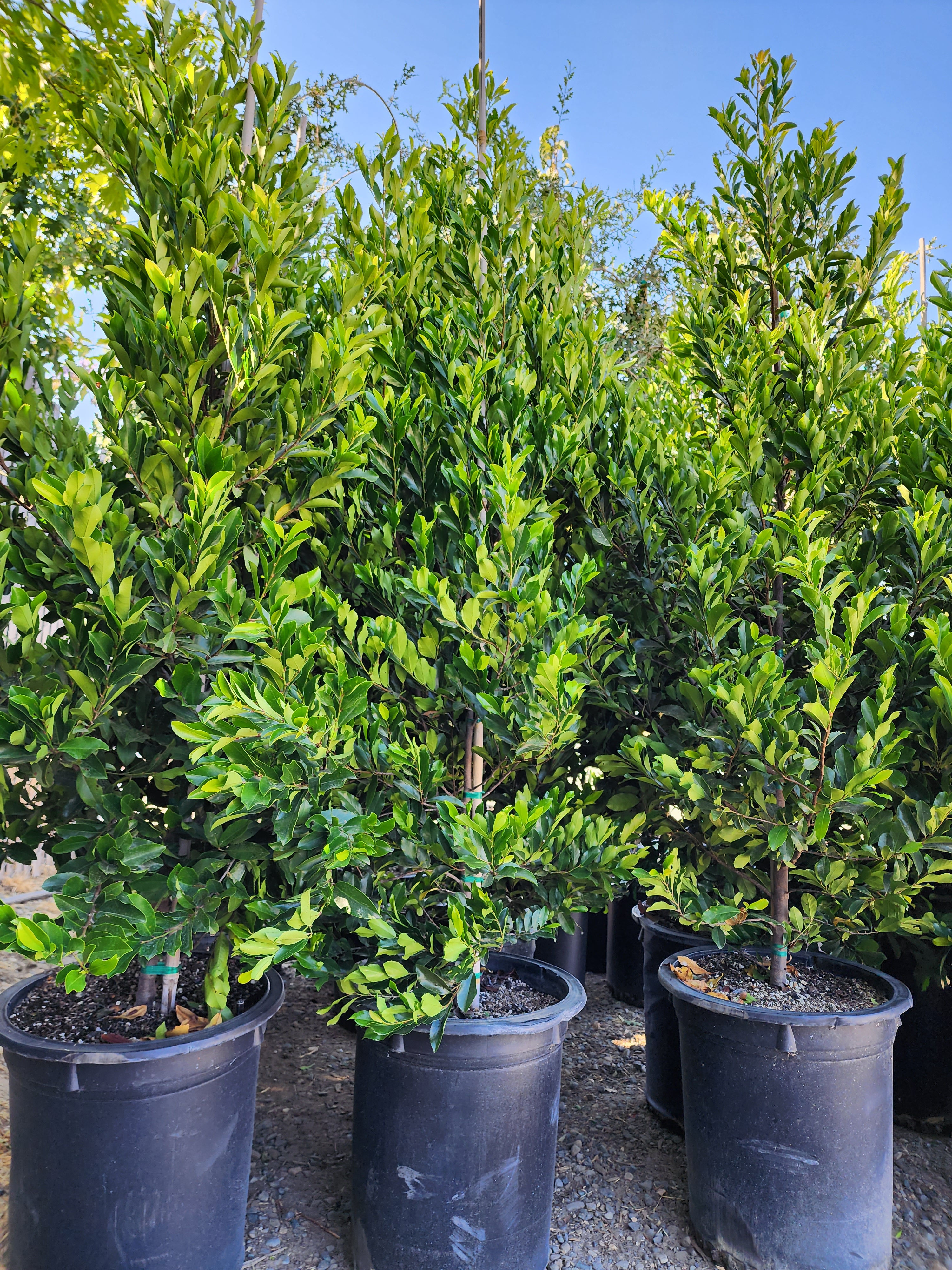 Carolina Cherry Laurel 5gal