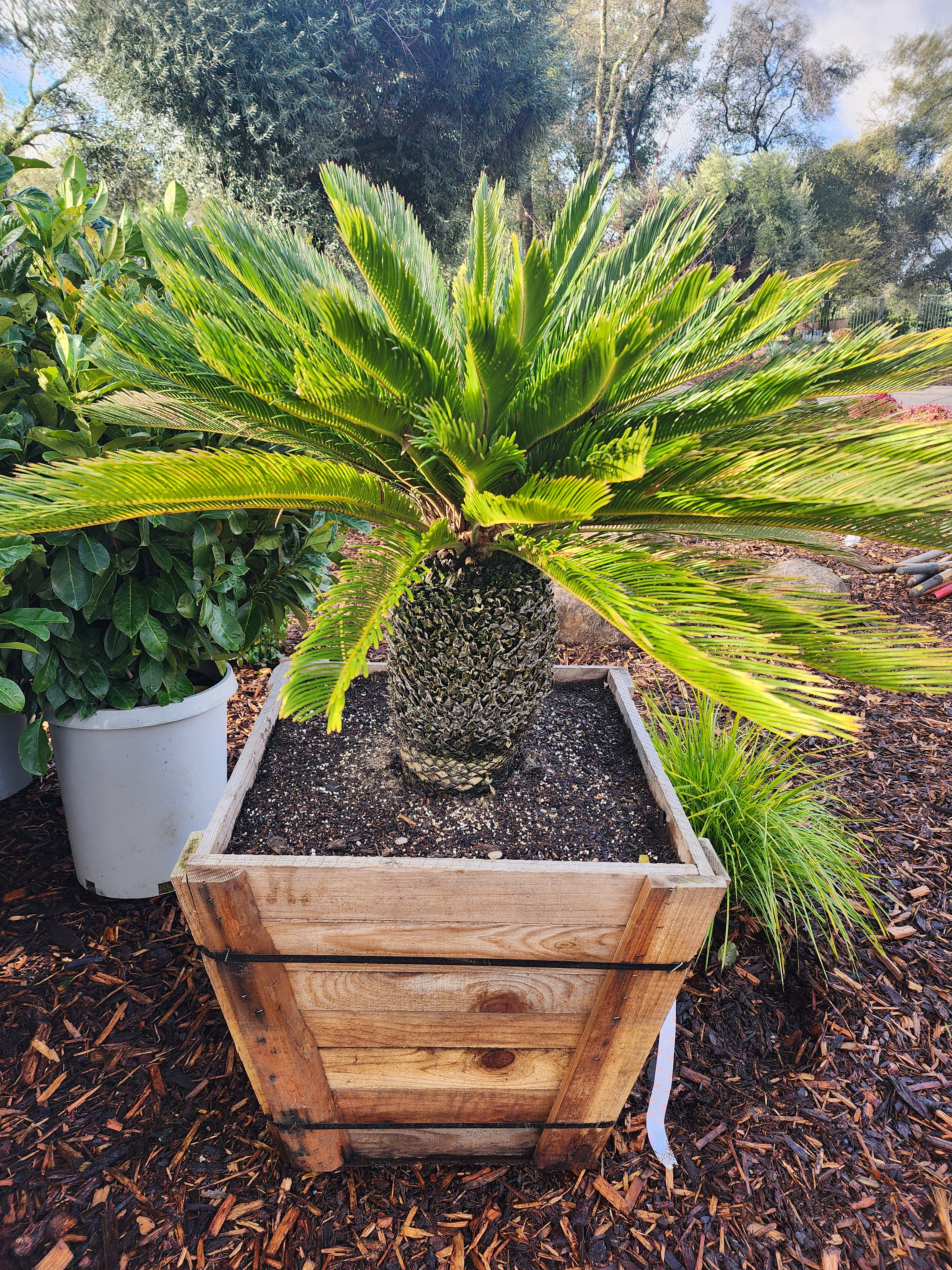 Sago Palm Sacramento